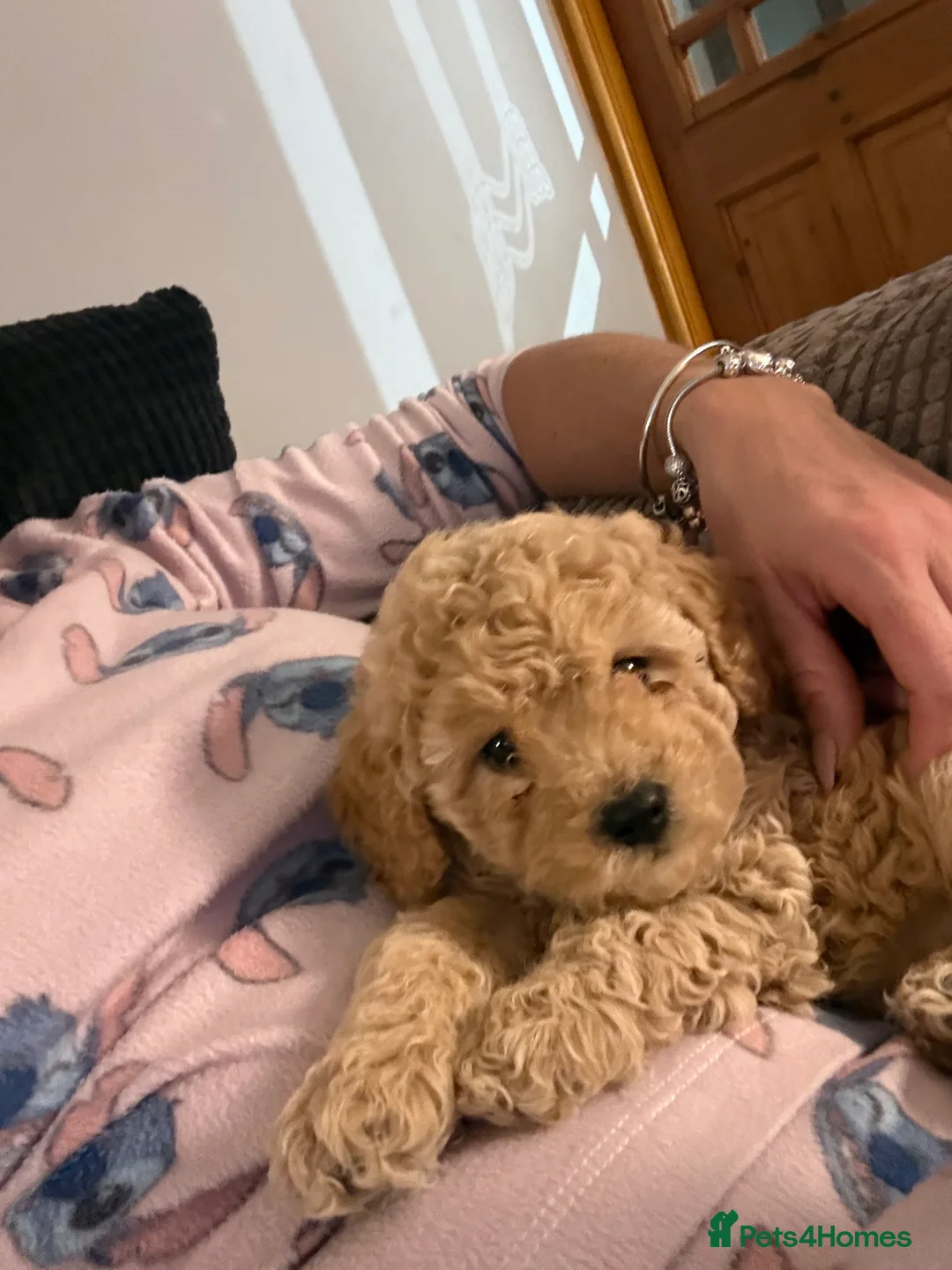 Maltipoo dogs for sale: Ready this week 🧸 - Advert 3