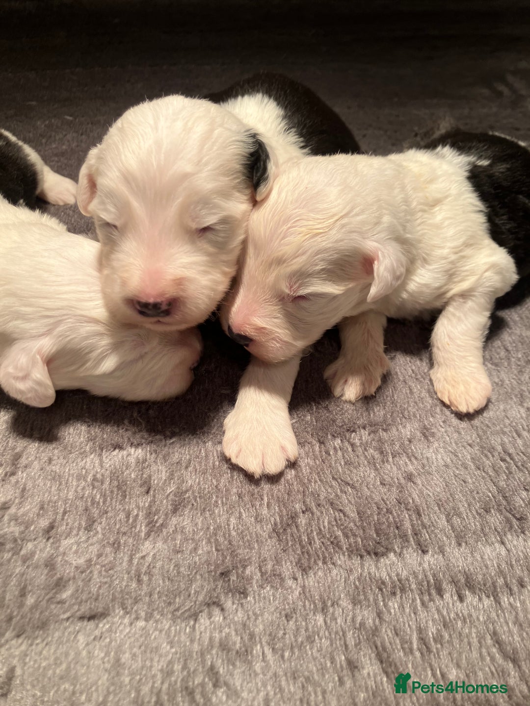 Old English Sheepdog dogs for sale: HEALTH TESTED OLD ENGLISH SHEEPDOG PUPPIES  - Advert 14