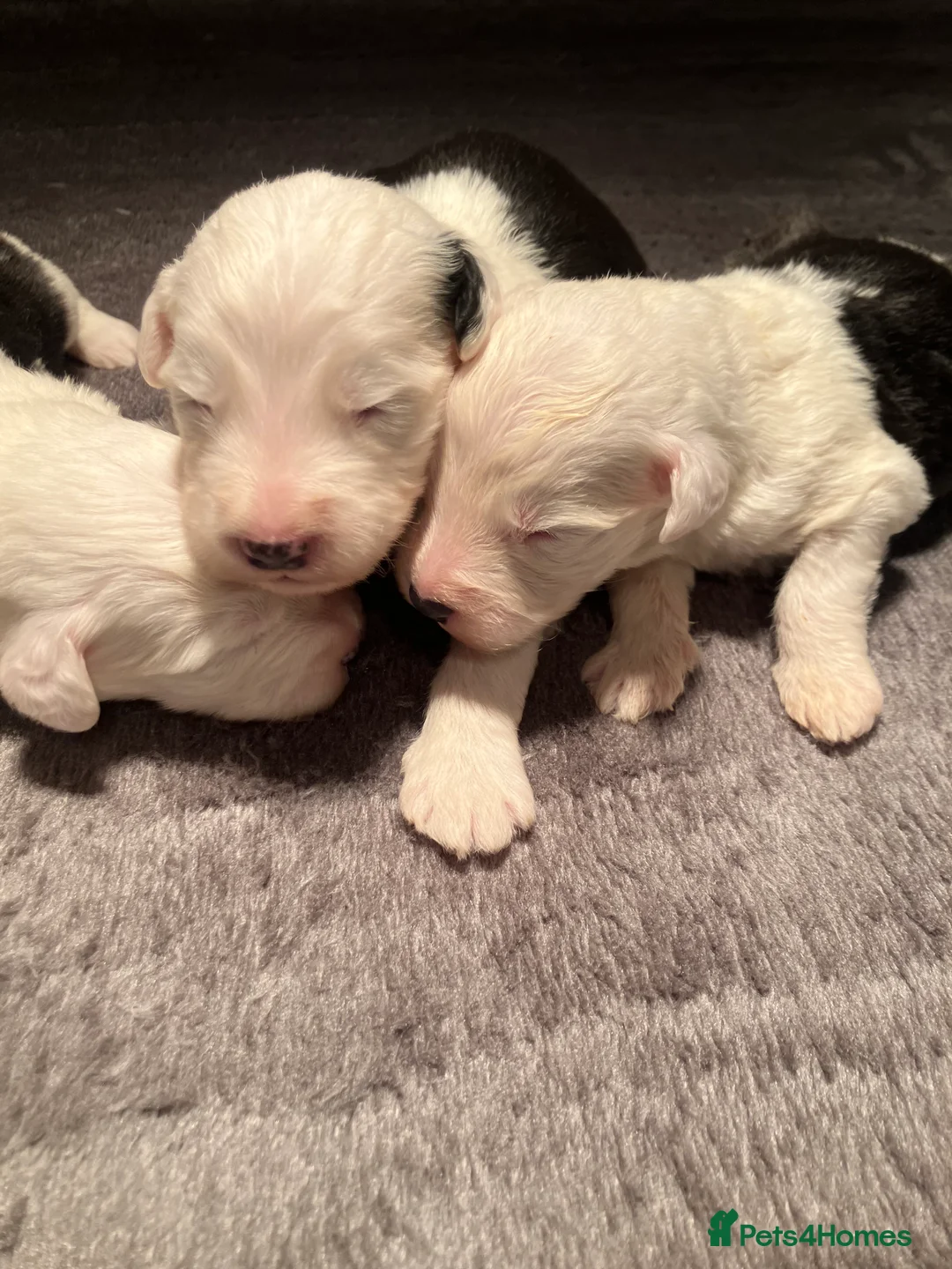 Old English Sheepdog dogs for sale: HEALTH TESTED OLD ENGLISH SHEEPDOG PUPPIES  - Advert 19