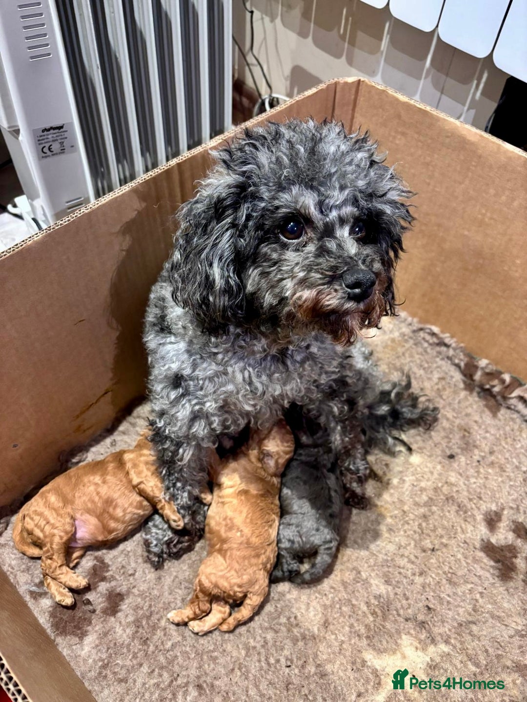 Poochon dogs for sale: Gorgeous Merle boy Poochon Puppy - Advert 2