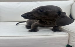Miniature Dachshund dogs for sale: Beautiful babies - Image 6