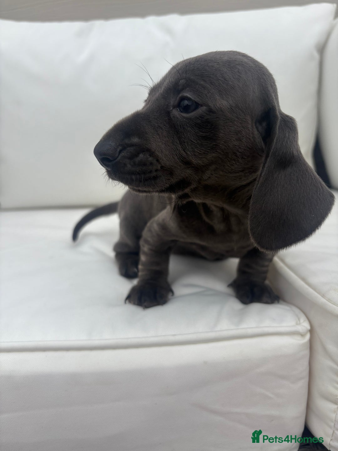 Miniature Dachshund dogs for sale: Beautiful babies - Image 6