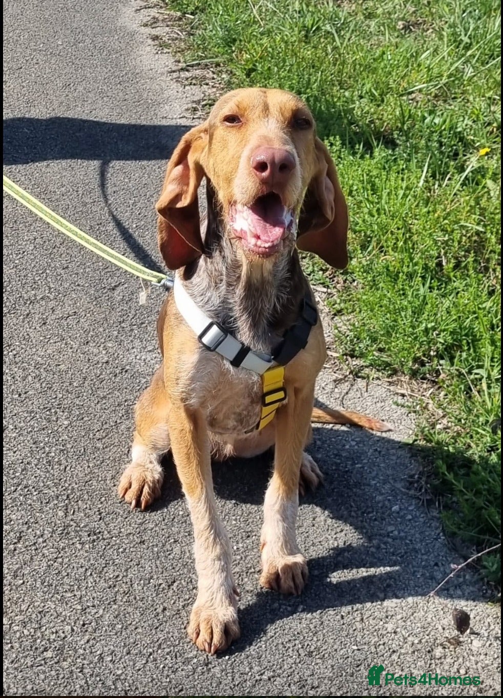 Mixed Breed dogs Mimosa  - Advert 4