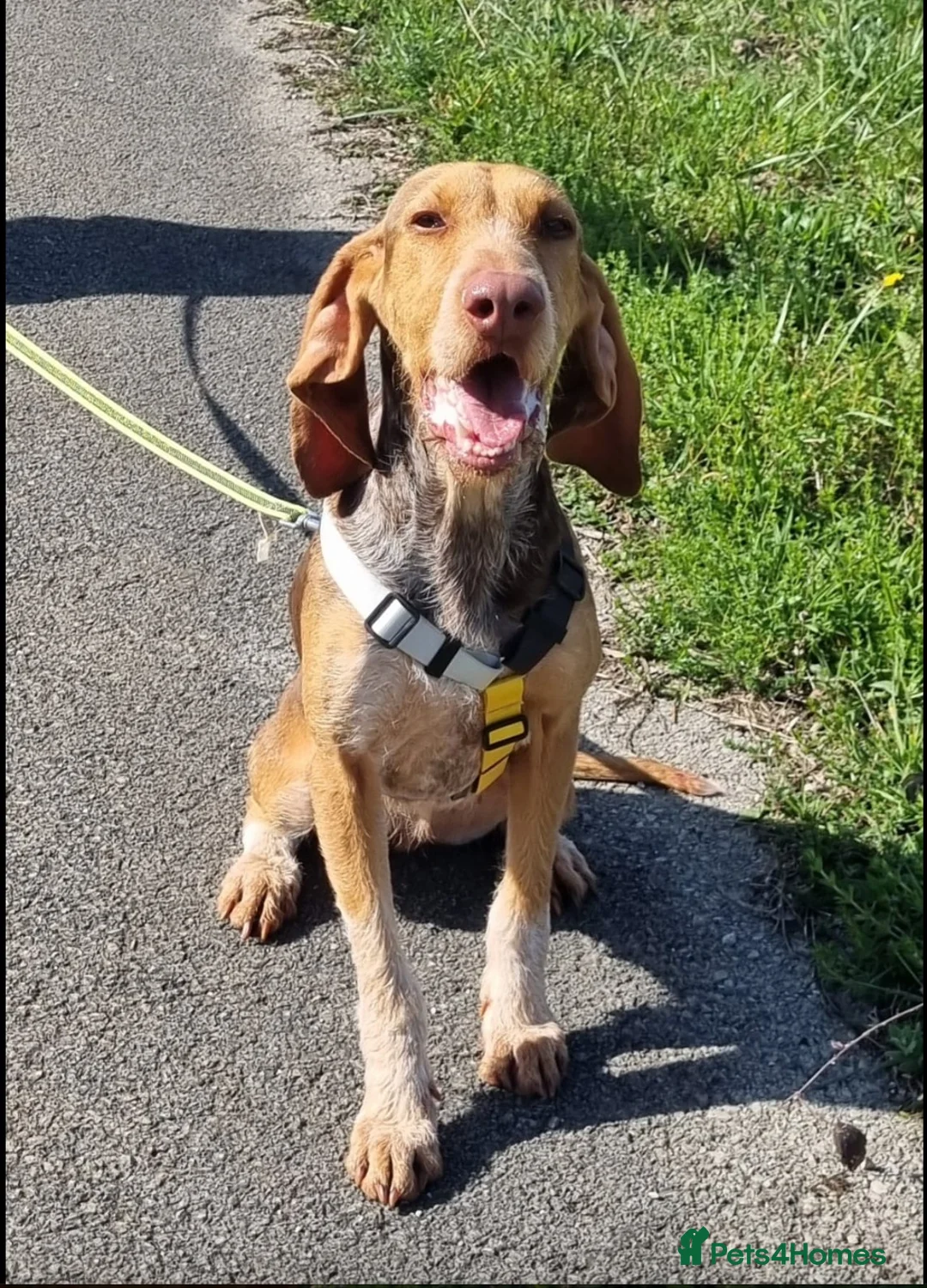 Mixed Breed dogs for adoption: Mimosa  - Advert 1