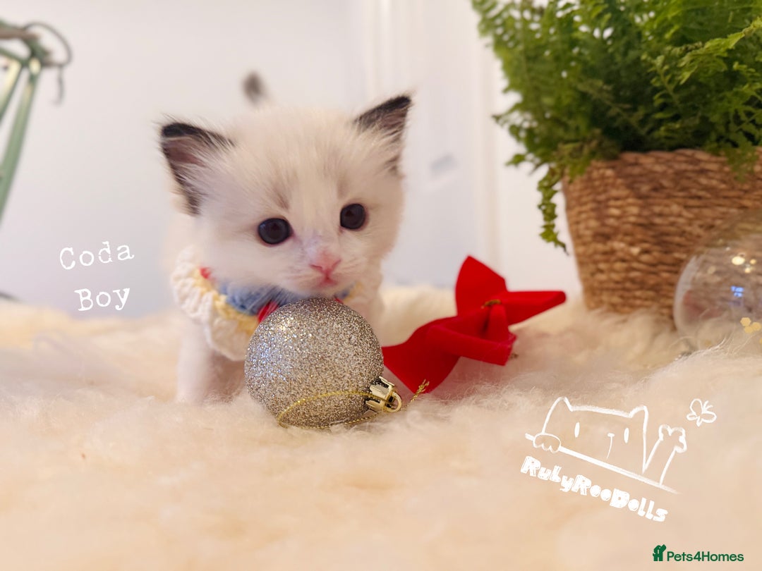 Ragdoll cats for sale: 🌟DNA Test🏆GCCF/TICA Championship Ragdoll Kitten - Advert 17