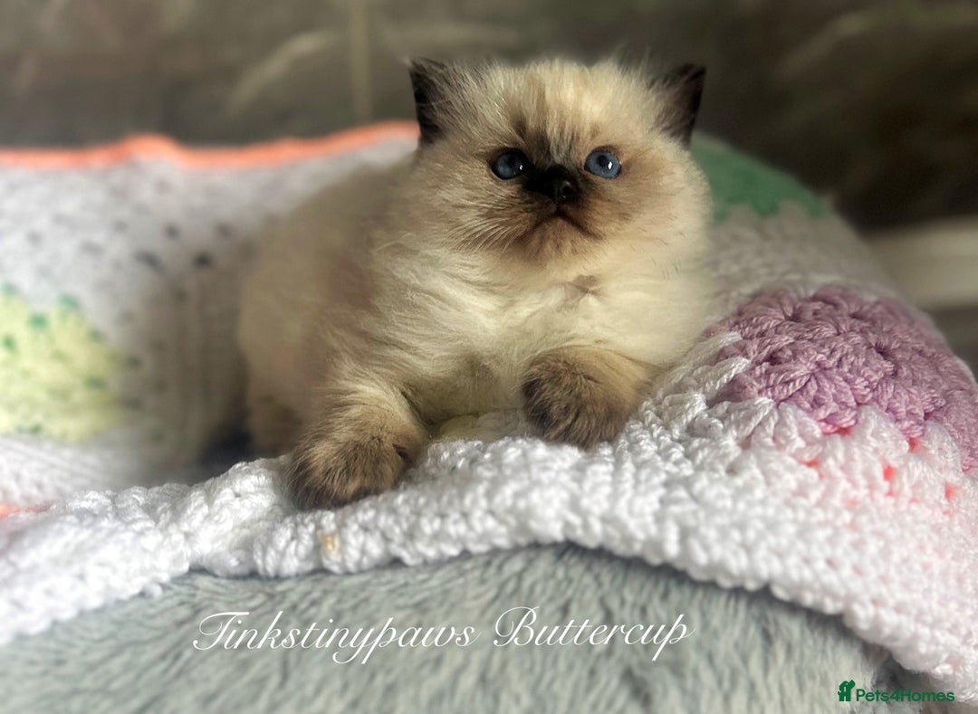 Ragdoll cats for sale: SEAL COLOURPOINT RAGDOLL  - Image 5