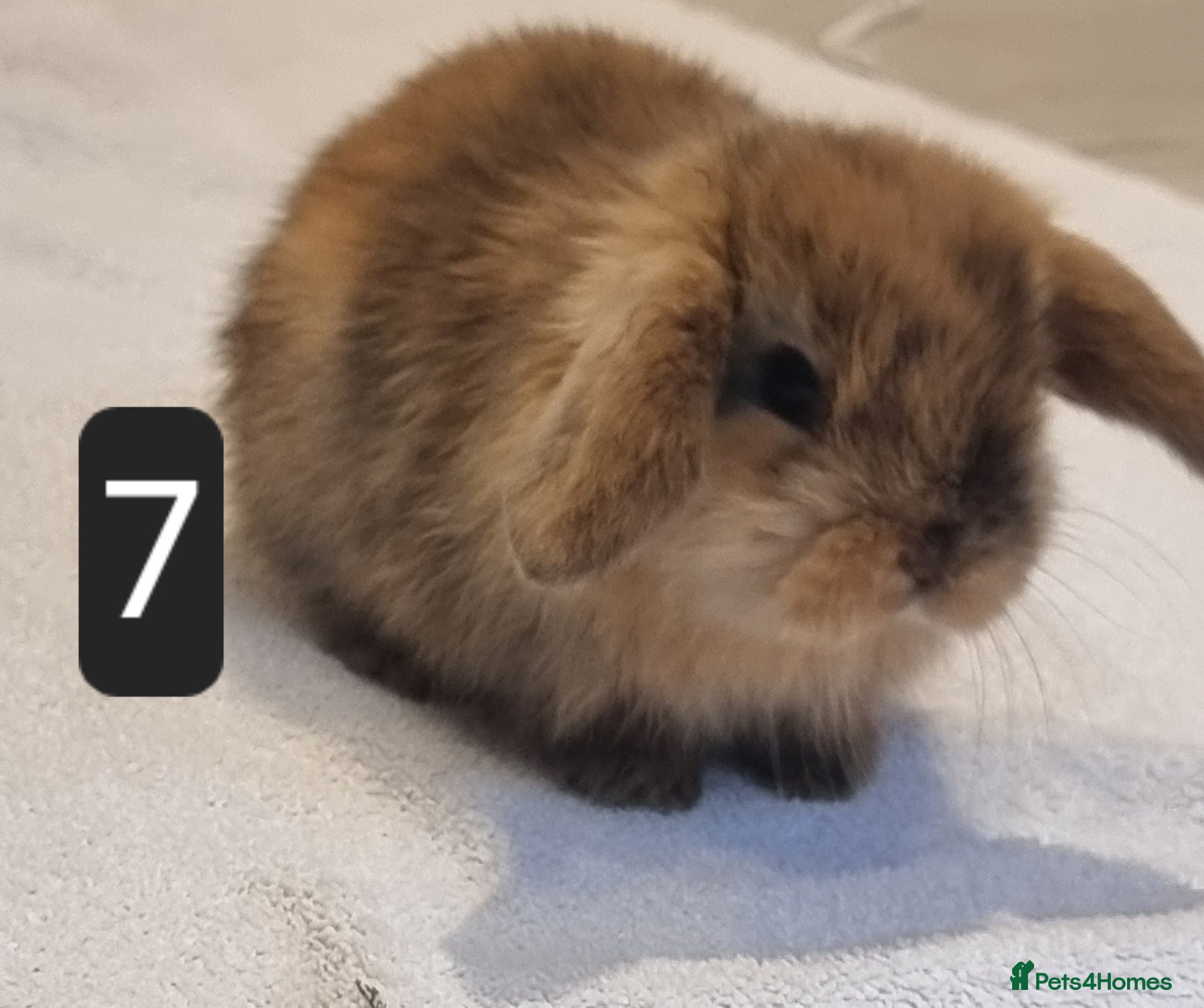 Mini Lop rabbits Adorable Purebred Mini Lop Bunnies - Advert 10