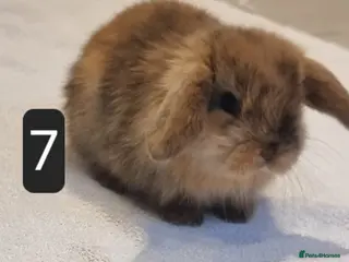 Mini Lop rabbits Adorable Purebred Mini Lop Bunnies - Advert 10