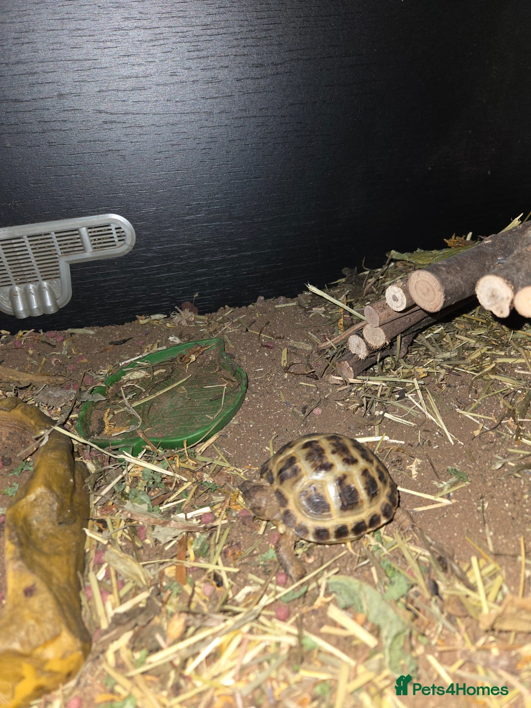 Tortoise reptiles for sale: Baby Horsefield tortoise available with set up - Advert 3