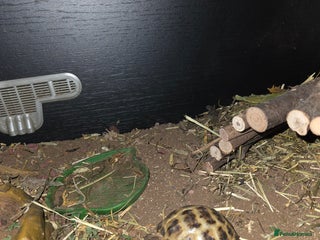 Tortoise reptiles Baby Horsefield tortoise available with set up - Advert 1