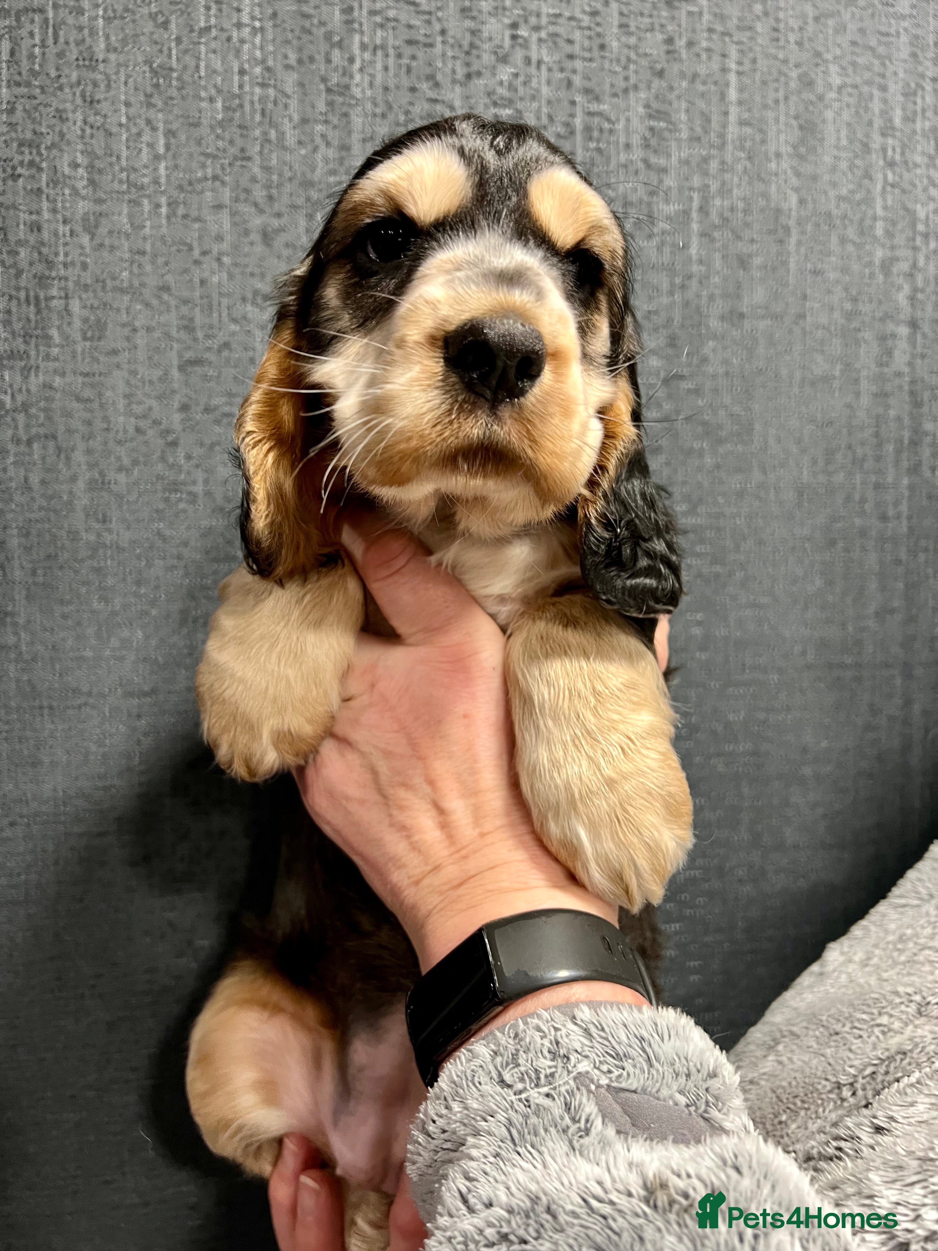 Cocker Spaniel dogs Show Cocker Spaniel puppies from DNA tested parent - Advert 15