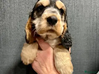 Cocker Spaniel dogs Show Cocker Spaniel puppies from DNA tested parent - Advert 15