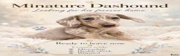 Miniature Dachshund dogs for sale: Miniature Dashounds puppy’s  - Advert 9