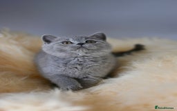 British Shorthair cats for sale: GCCF reg blue kittens  - Image 1