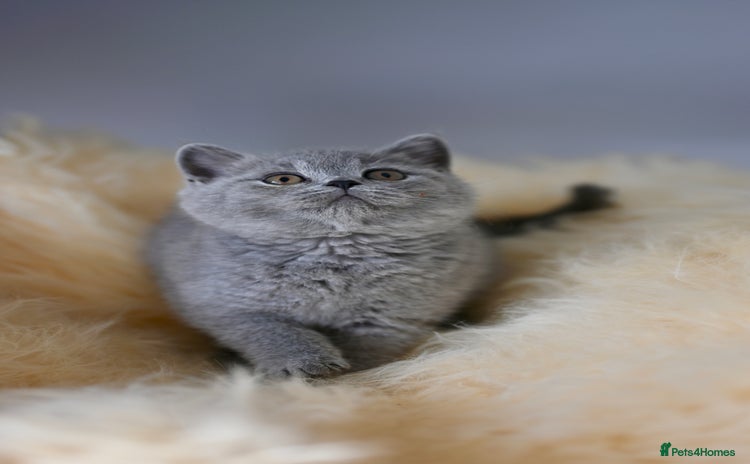 British Shorthair cats - Advert 16