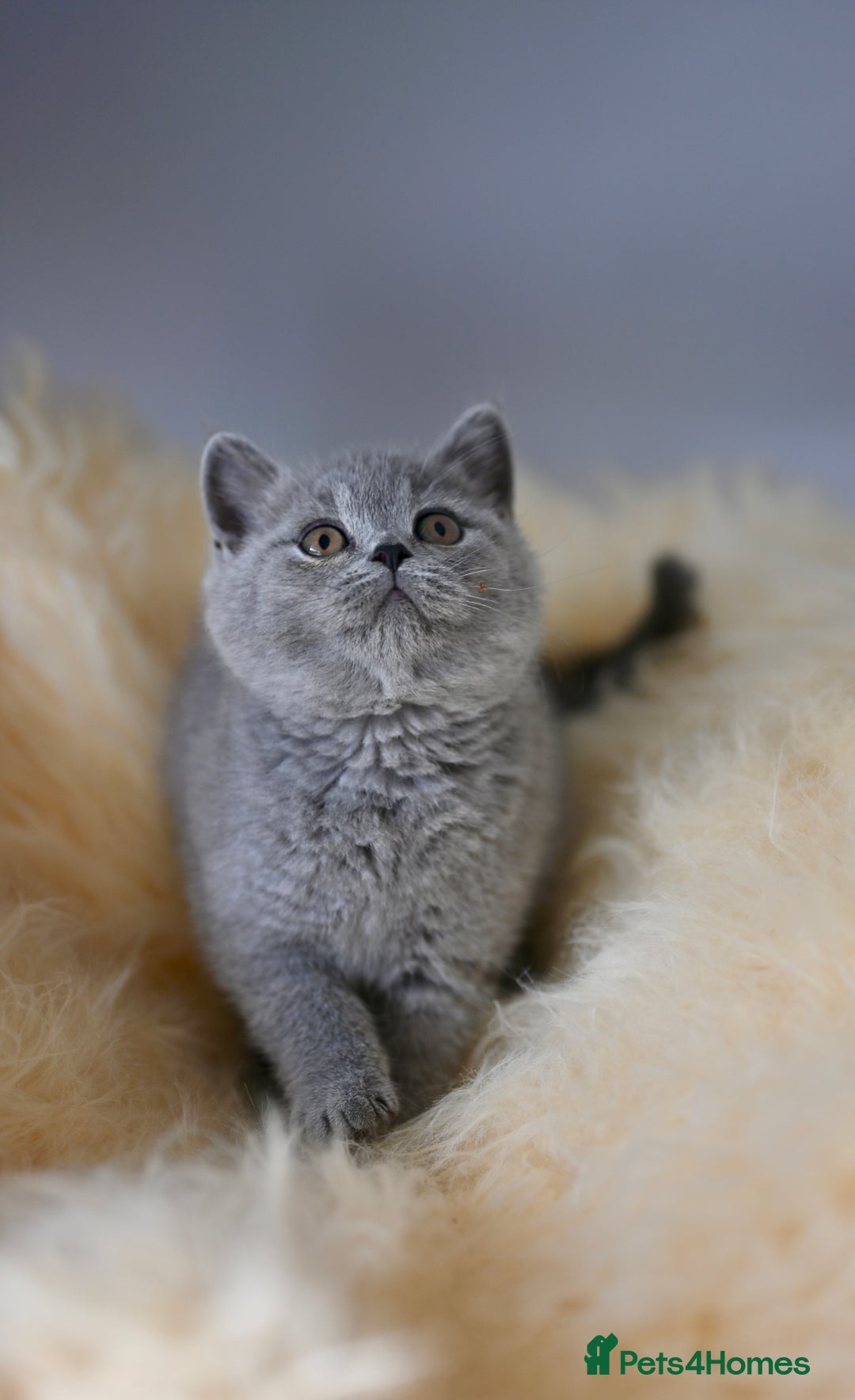 British Shorthair cats for sale: GCCF reg blue kittens  - Image 1