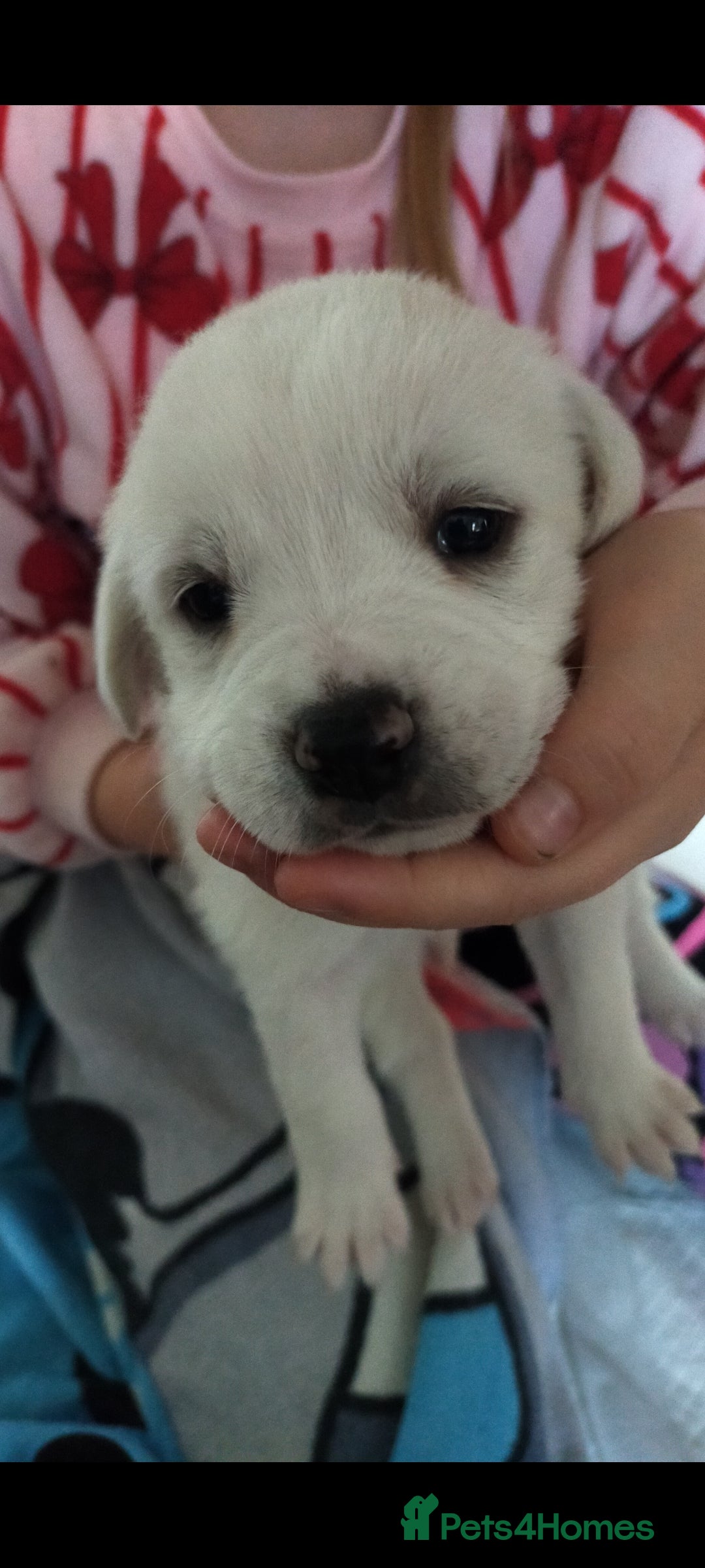 Mixed Breed dogs for sale: Beautiful mixed breed pups for sale - Image 3