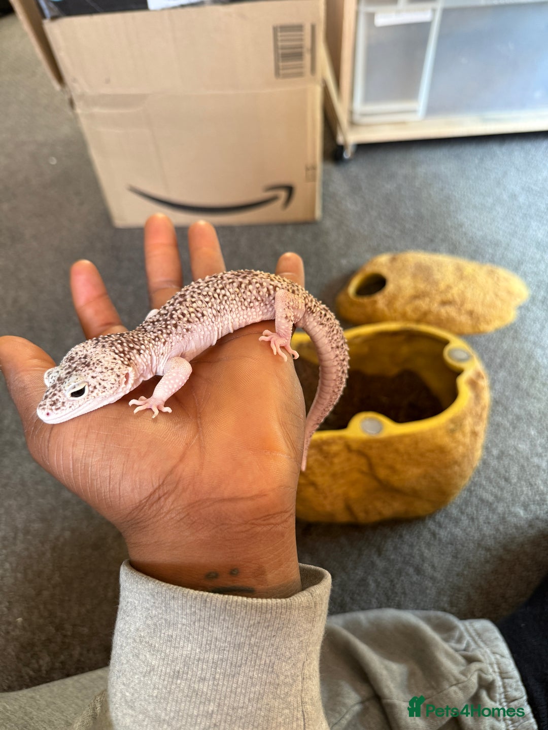 Leopard Gecko reptiles for sale: Leopard geckos for sale  - Advert 12