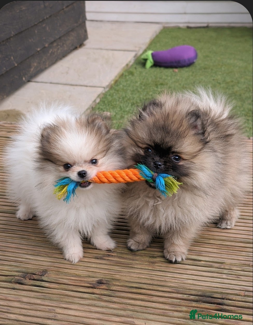 Pomeranian dogs Ready to leave now  - Advert 5
