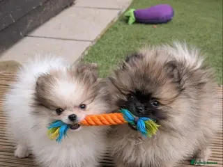 Pomeranian dogs Ready to leave now - Advert 5