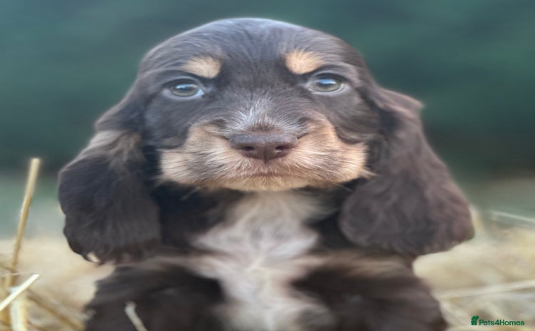 Cocker Spaniel dogs - Advert 1
