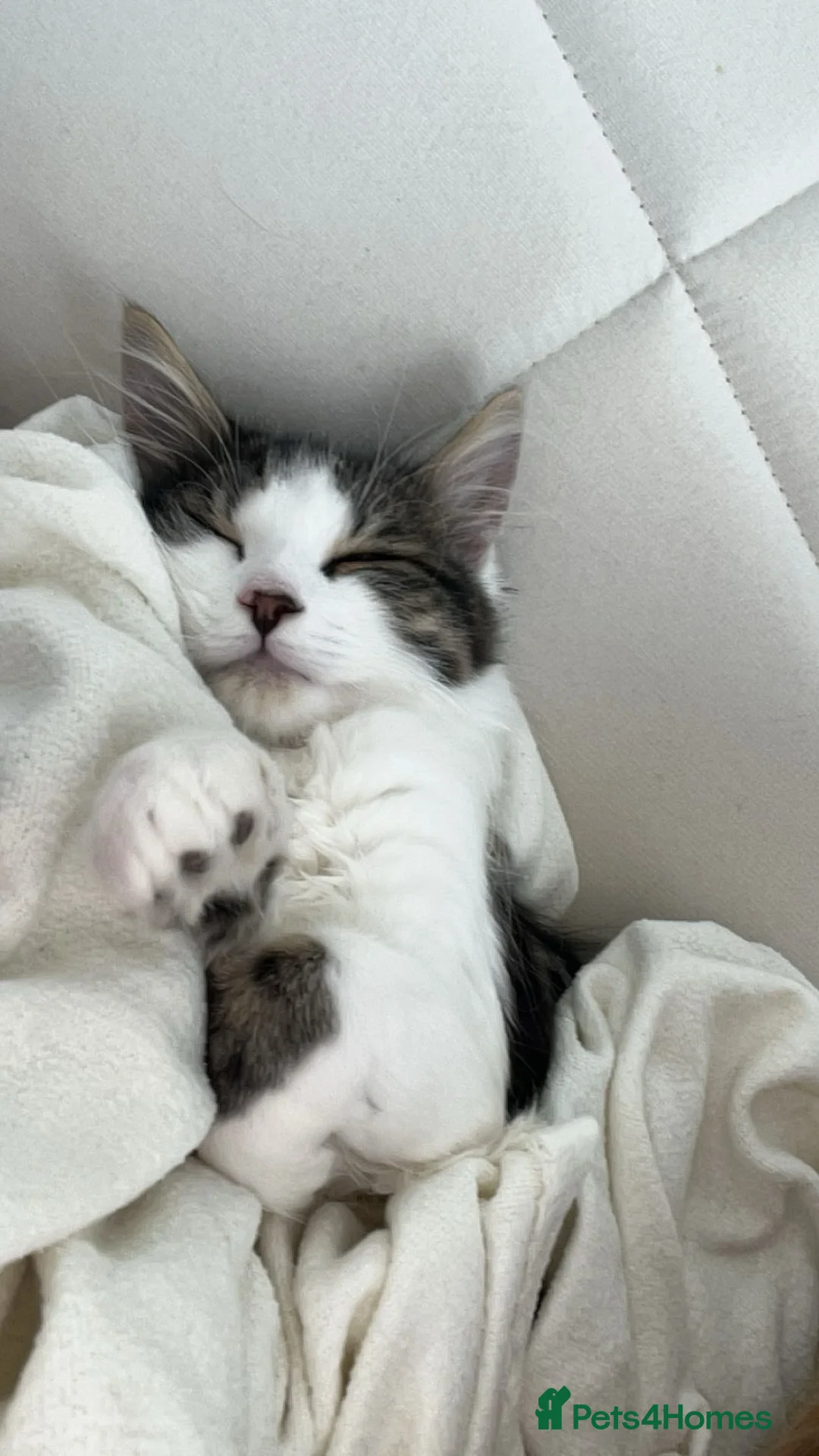 Norwegian Forest Cat cats for sale: Norwegian forest kitten x tabby cat  - Advert 3
