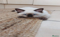 Ragdoll cats for sale: Ragdoll Kittens Championship DNA tested GCCF reg - Image 9