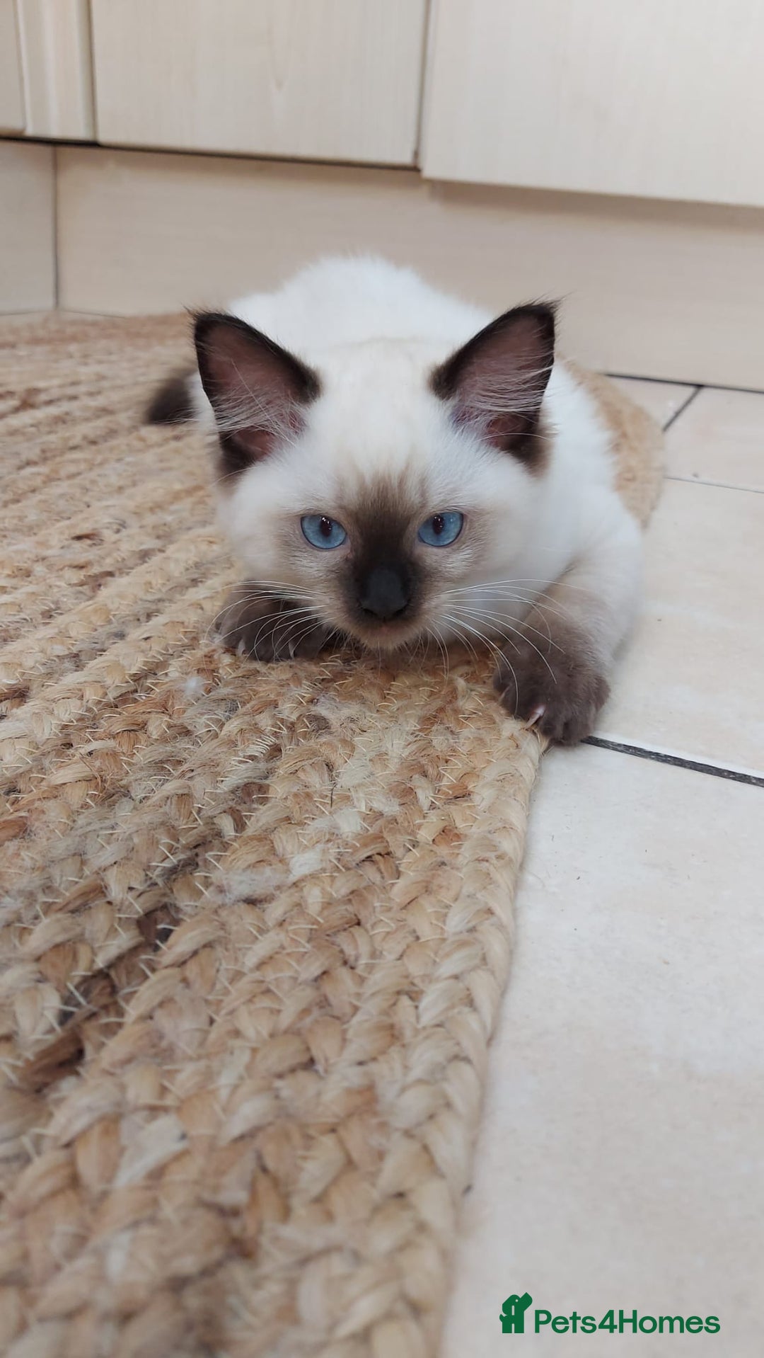 Ragdoll cats for sale: Ragdoll Kittens Championship DNA tested GCCF reg - Image 9