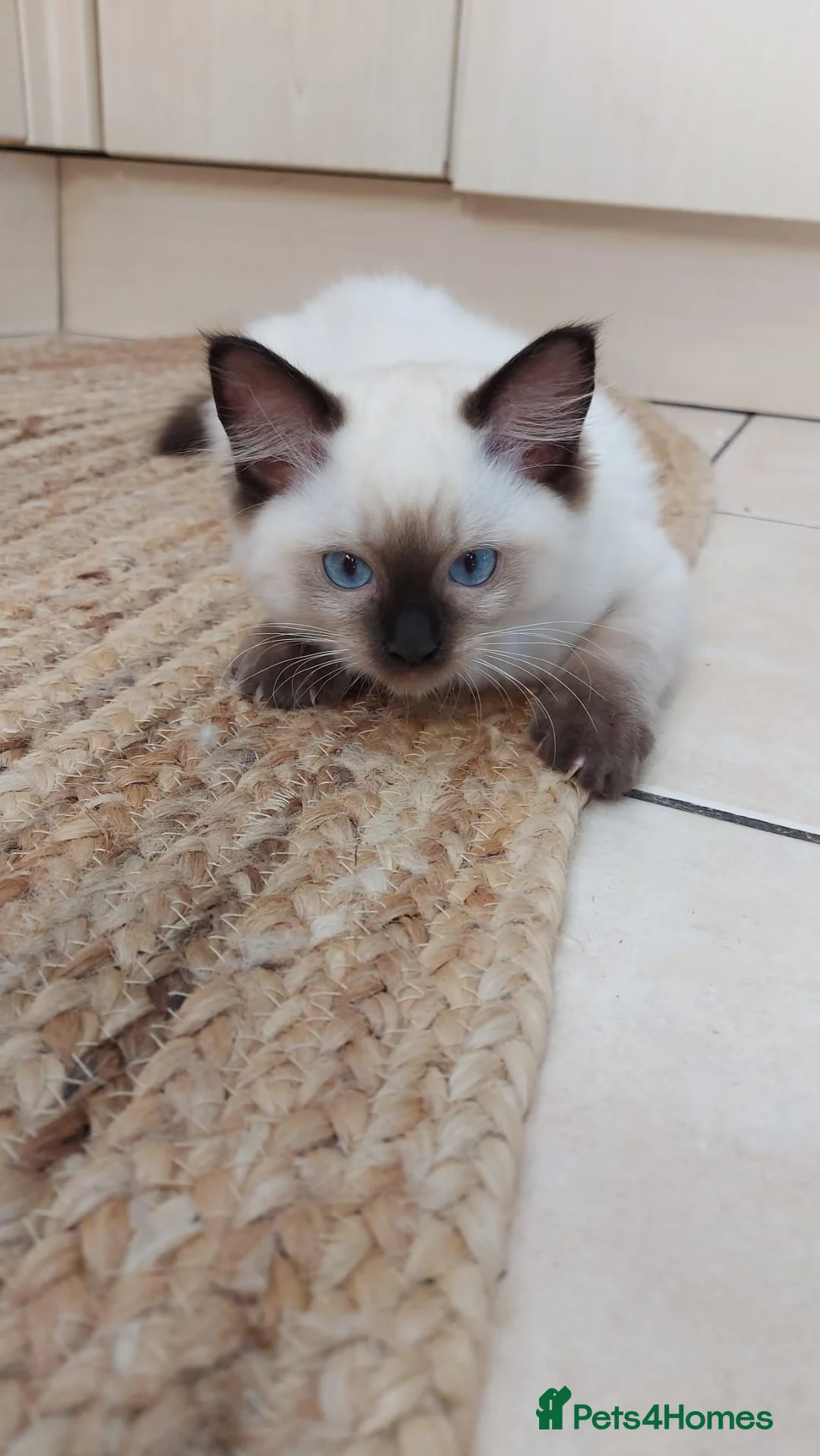Ragdoll cats for sale: Ragdoll Kittens Championship DNA tested GCCF reg - Advert 9