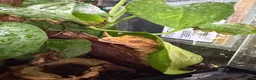 Gecko reptiles for sale: 2 crested geckos  in Runcorn - Advert 2