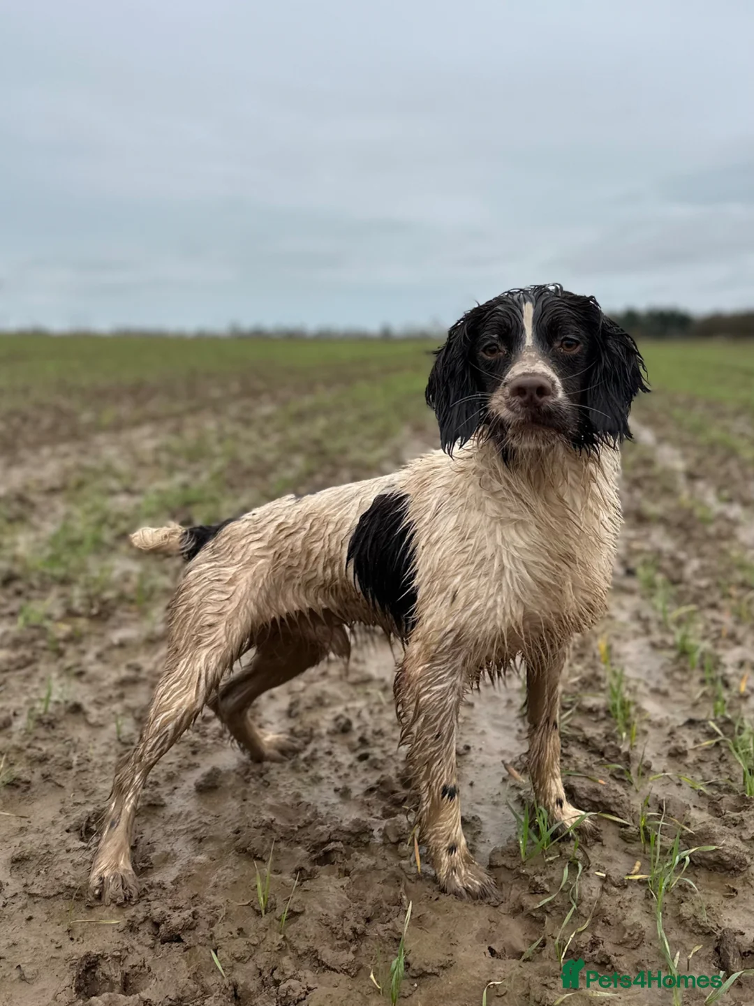 Springador dogs for sale: Springador puppies for sale in Wisbech - Advert 2