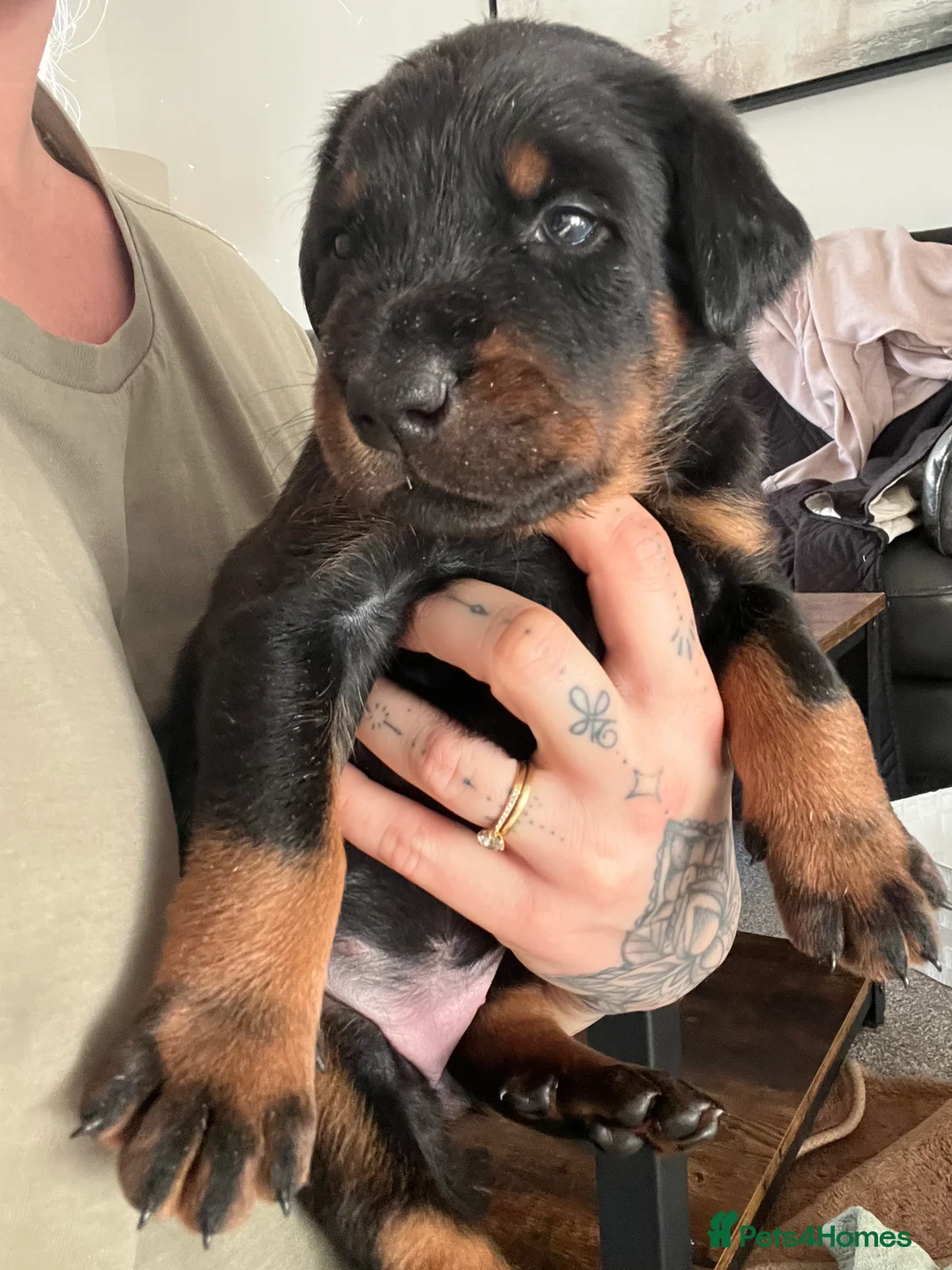 Mixed Breed dogs for sale: Adorable Doberman & Beauceron puppies for sale - Advert 31