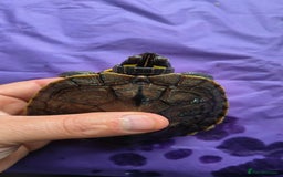 Terrapin reptiles for sale: Pair Mississippi Map Turtle  - Image 6