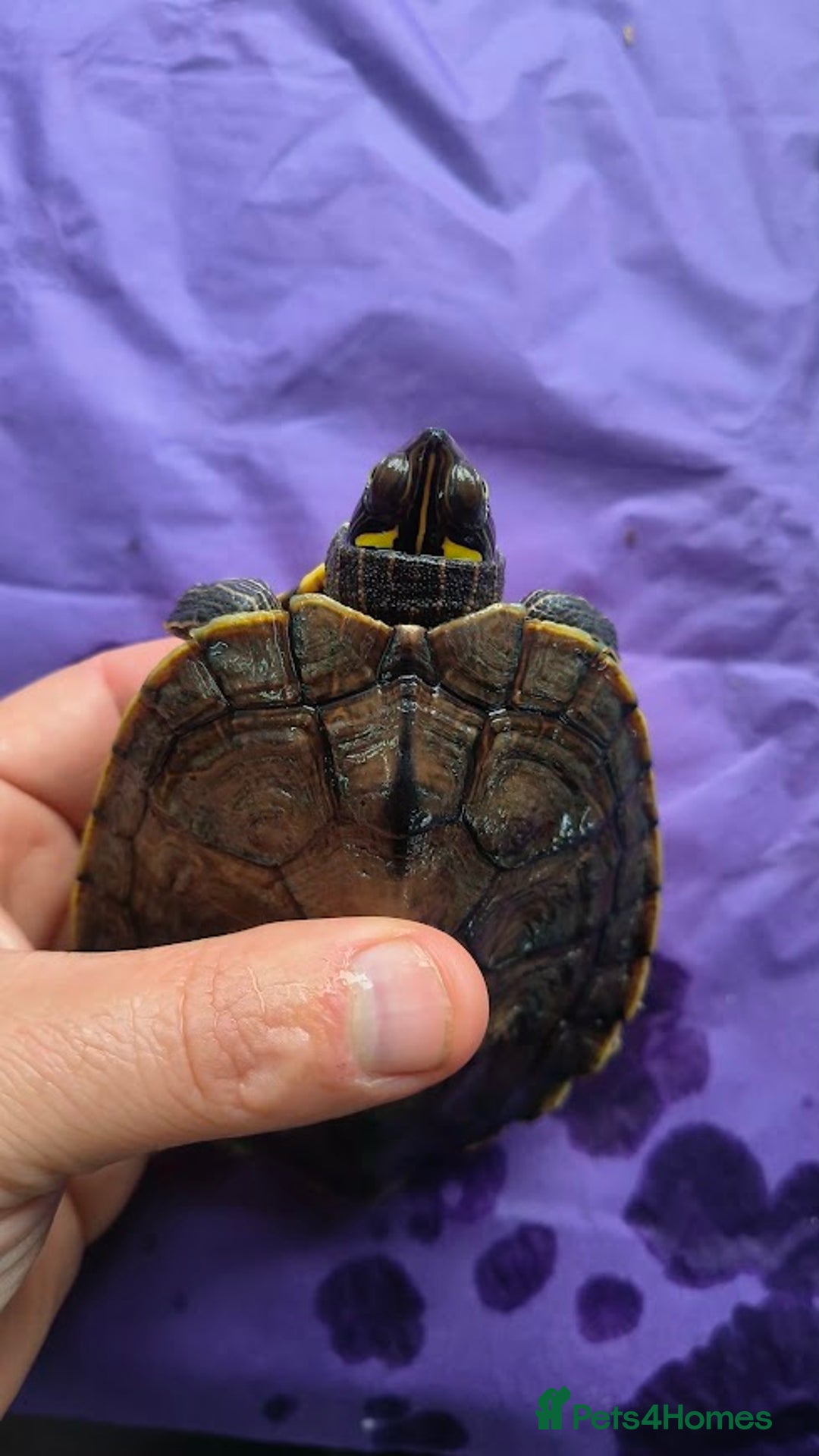 Terrapin reptiles for sale: Pair Mississippi Map Turtle  - Image 6