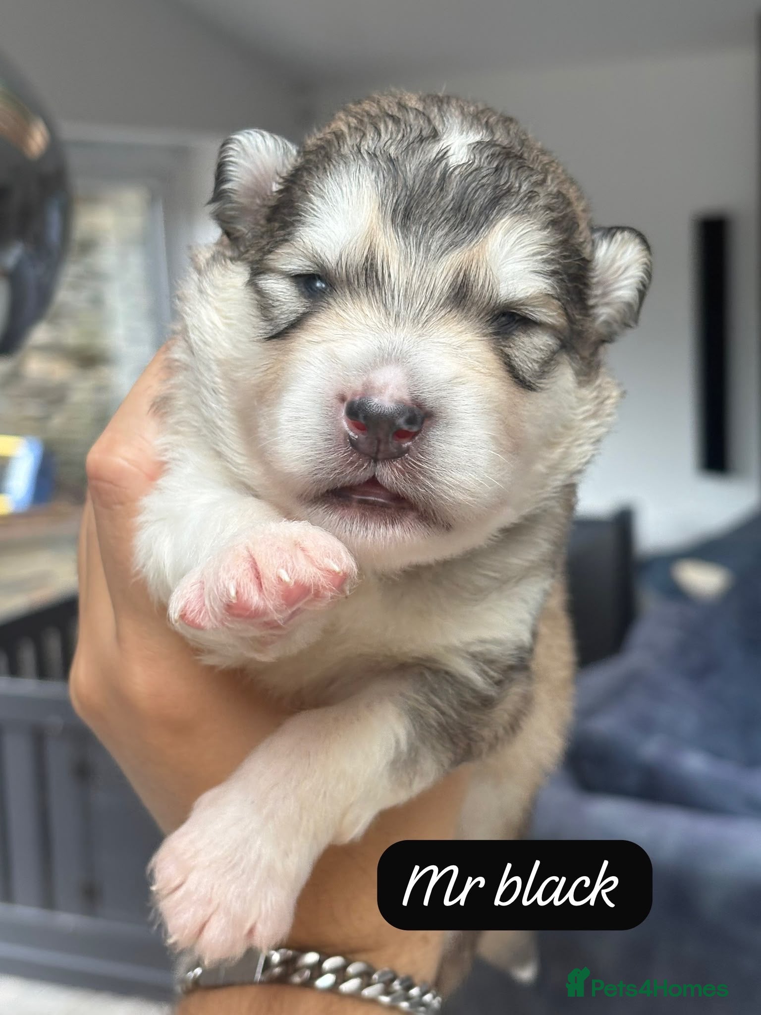 Alaskan Malamute dogs Outstanding Champion Lines KC Malamute Pups  - Advert 2