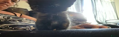 Fluffy black tan female