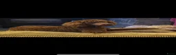 Goldendoodle dogs for sale: Outstanding F1 Standard GoldenDoodles - Advert 8