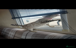 Bengal cats for sale: Female bengal kittens for sale  - Image 10