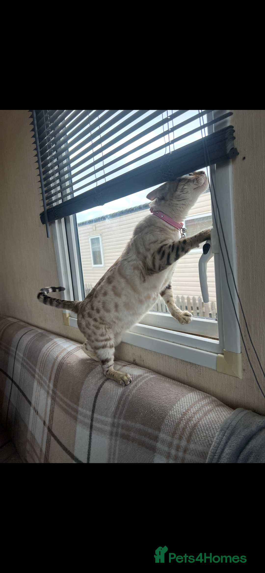 Bengal cats for sale: Female bengal kittens for sale  - Image 10