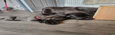 Cane Corso 1