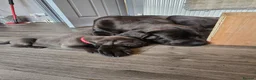Cane Corso dogs for sale: S🐾❤️ STUNNING CANE CORSO PUPPIES–2BOYS & 2GIRLS  in Cwmbran - Advert 34