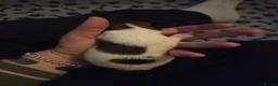 Papillon dogs for sale: KC Registered Papillon Puppies (Ready Soon!) - Advert 18