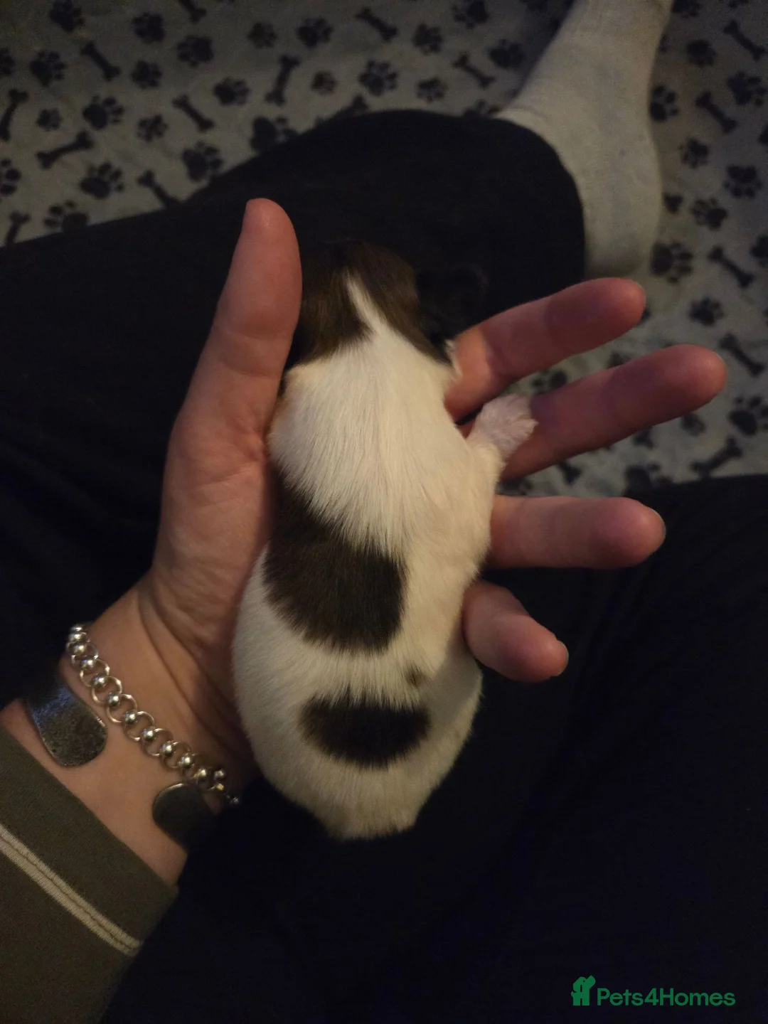 Papillon dogs for sale: KC Registered Papillon Puppies (Ready Soon!) - Advert 18