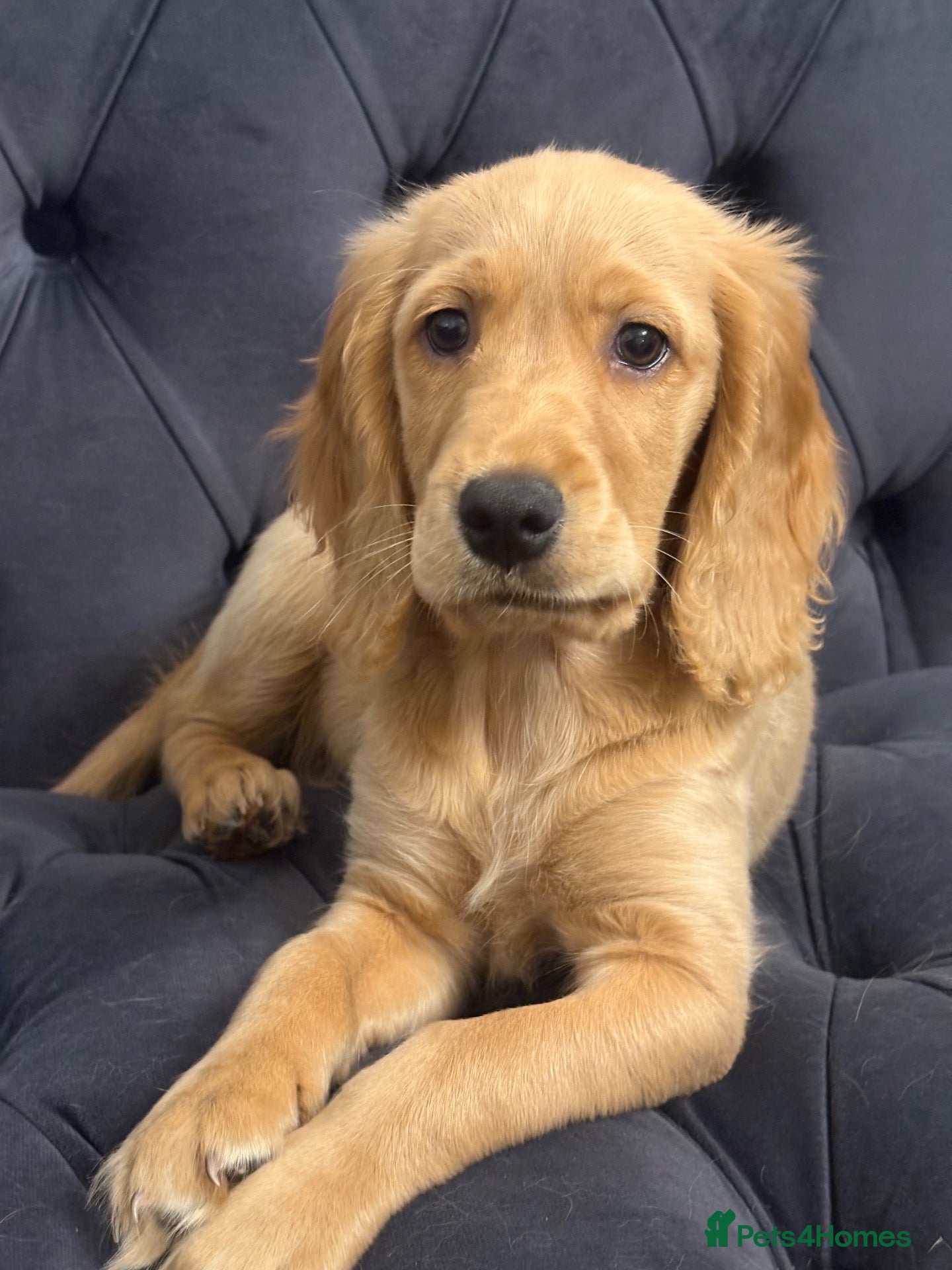 Mixed Breed dogs Mini golden retrievers ( DAKOTA SPORT RETRIEVERS)  - Advert 1