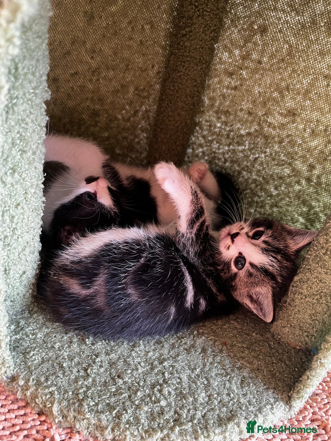 Ragdoll cats for sale: Ragdoll X kittens  - Advert 13