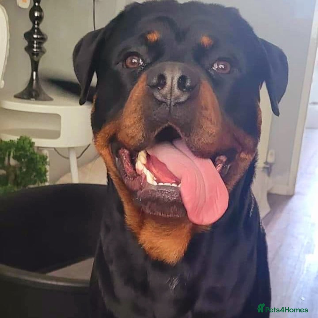 Rottweiler dogs for sale: (KC) REX & DELLAS FINAL LITTER OF QUALITY PUPS - Image 5
