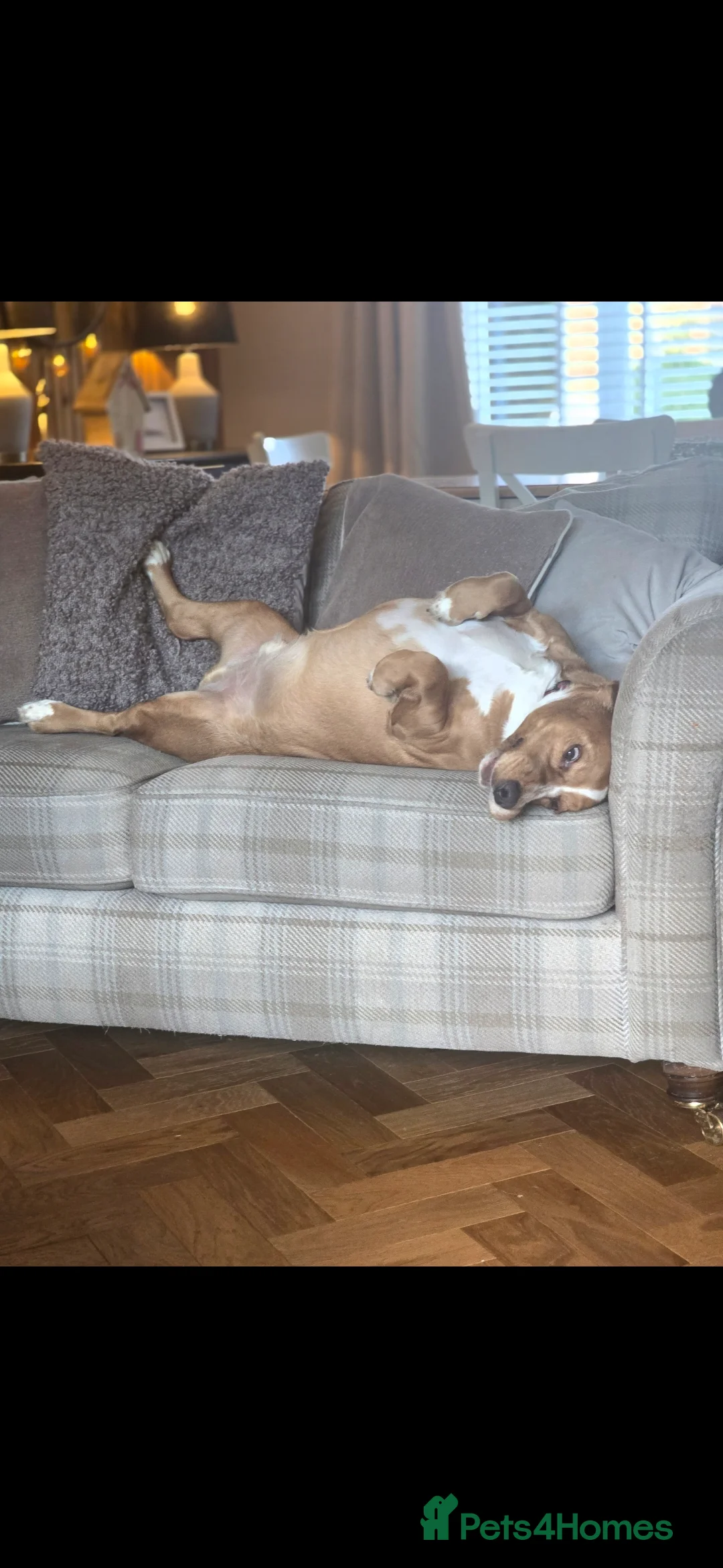 Bocker dogs for sale: Alan the Bocker - Advert 8