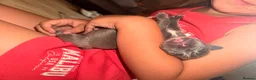 Staffordshire Bull Terrier dogs for sale: Blue Staff puppies Available  - Advert 6