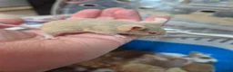 Mouse rodents for sale: Fancey Male and female mice - Advert 13