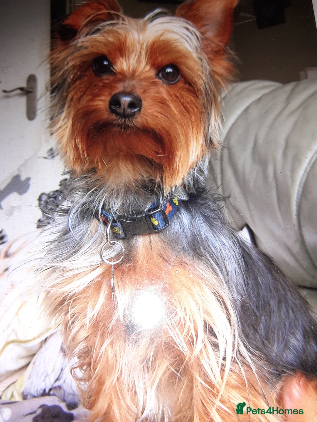 Chorkie dogs for sale: Chorkie - Advert 2